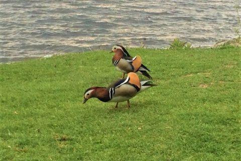 Experience Scottish Wildlife 1 Mandarin Ducks